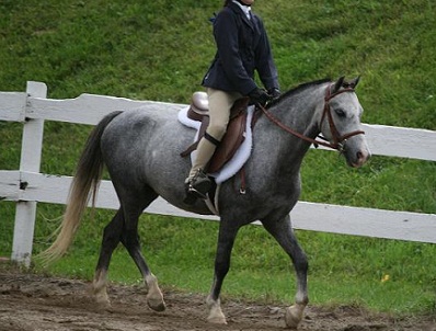 Mini Stirrup Pony for lease sale-flat